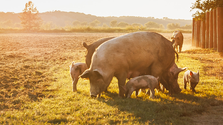 sow and piglets in field 