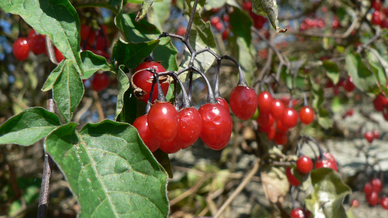 bittersweet nightshade berries