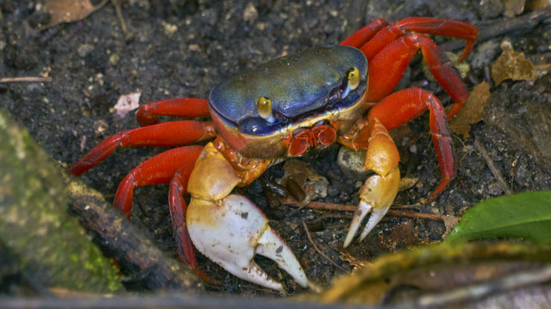 A land crab