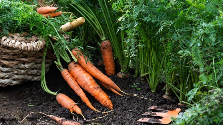 Freshly harvested carrots 