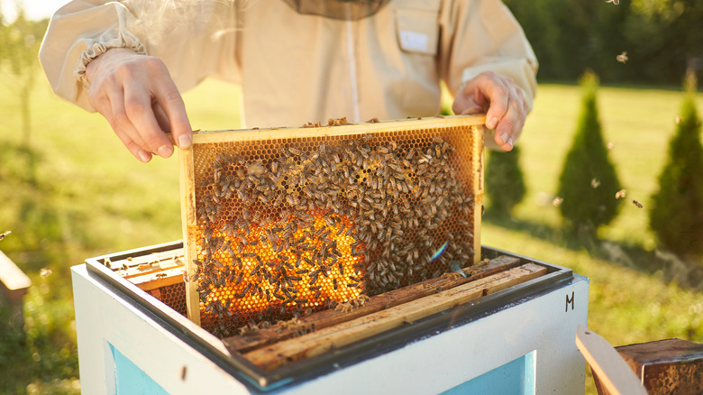 Beekeeper with Honeycomb