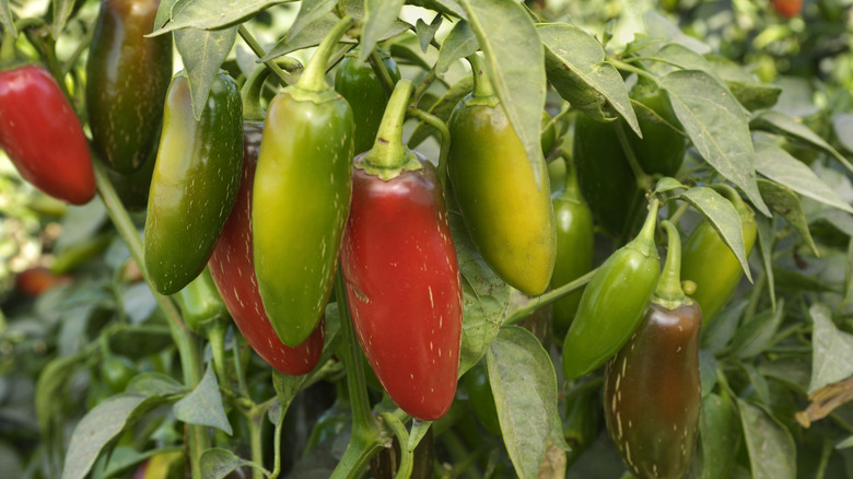 jalapenos on a plant
