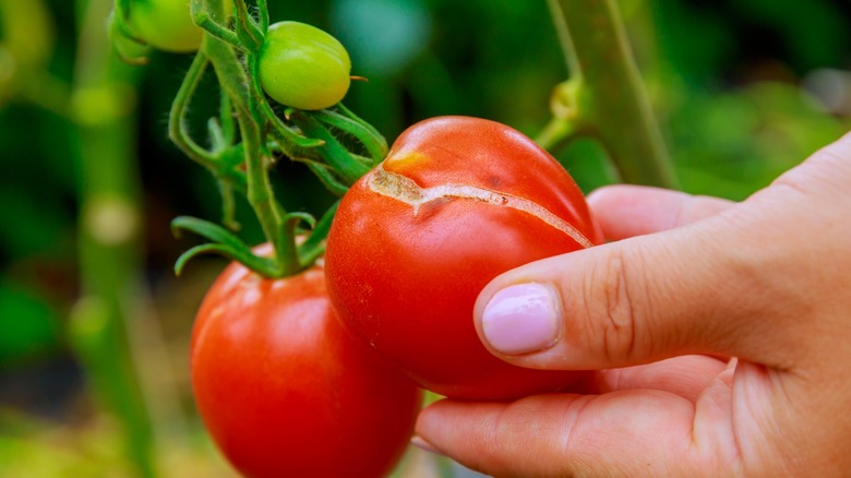 Hand holding a split tomato on vine