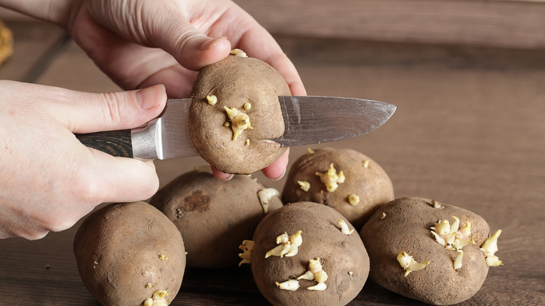 Hand cutting sprouted potatoes