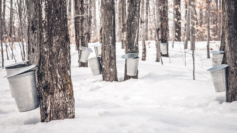 Maple trees with sap buckets in a snowy forest