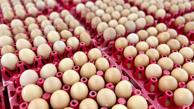 Pallets of eggs