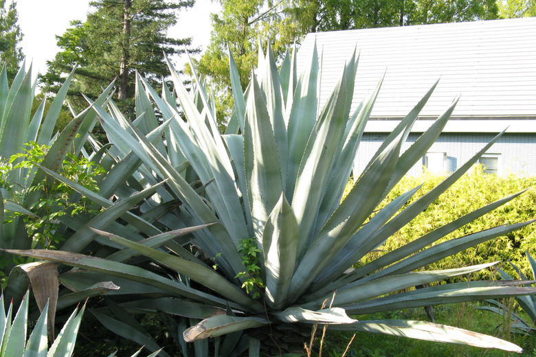 Agave americana