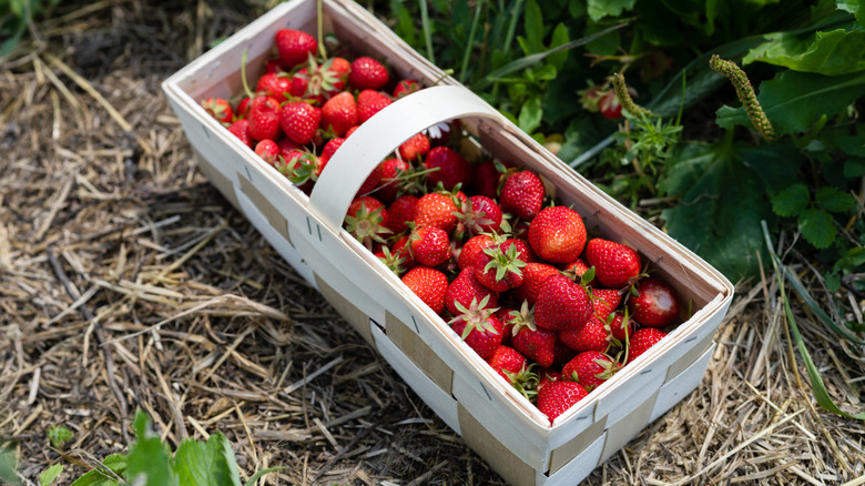 Several strawberries in a long woven-basket in a field
