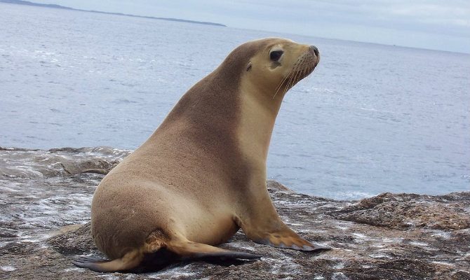 Sea lion