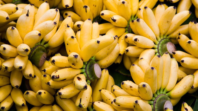 Yellow bananas growing in bunches