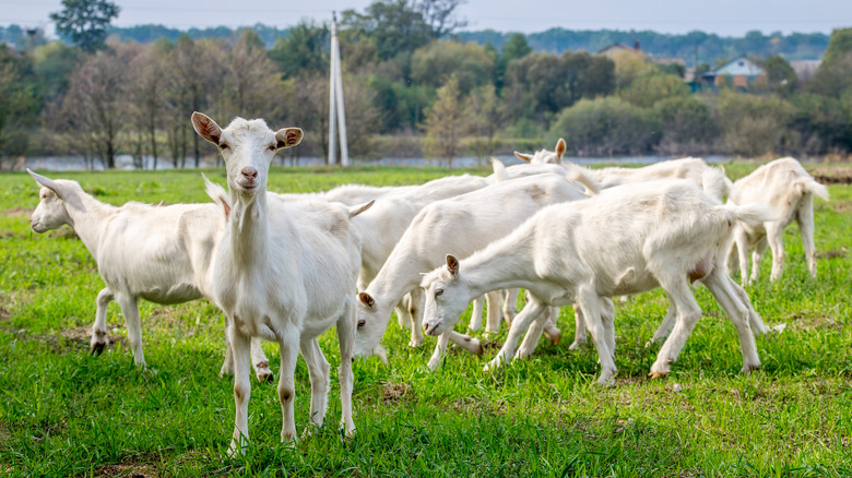 Goats on grass