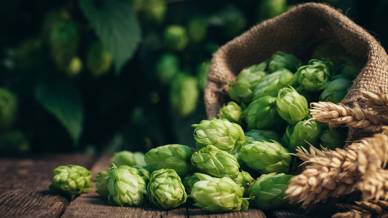 spilling sack of hops 