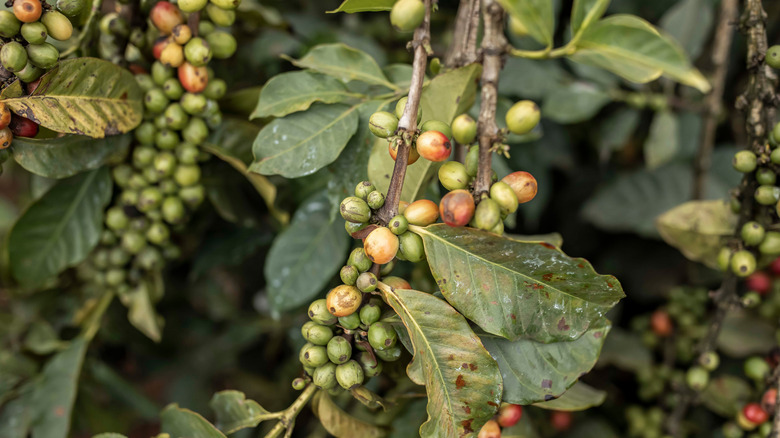 Kenyan coffee cherries on branch
