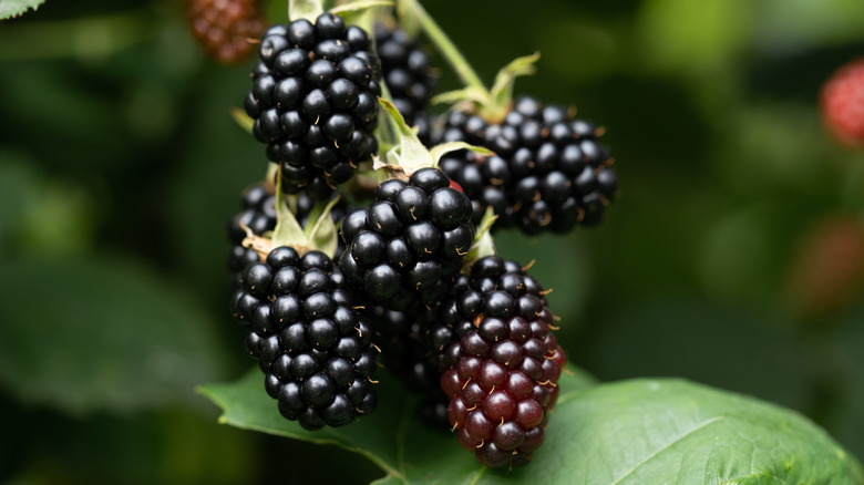 Closeup of blackberries on a bush