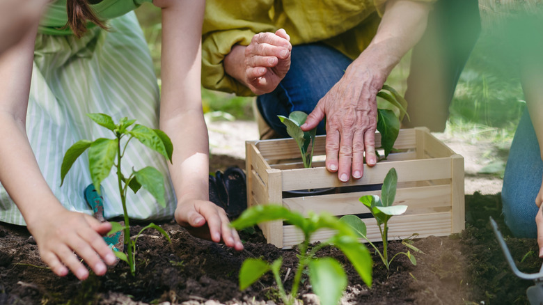 Children and adults gardening together