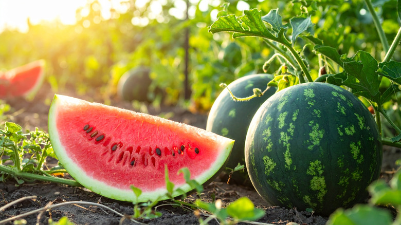 A slice of watermelon on its rind next to two round melons on the vine