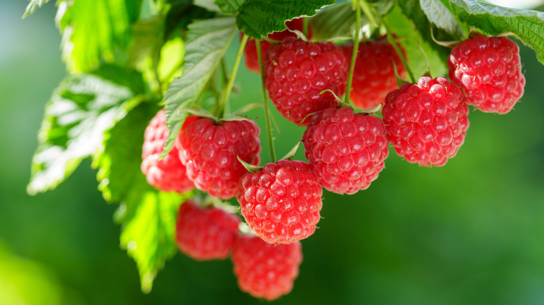 Closeup of raspberries hanging off a bush