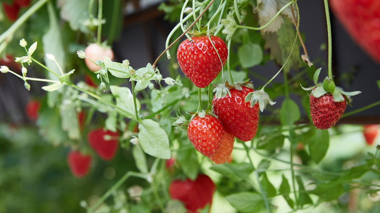 Ripe strawberries hanging from a plant