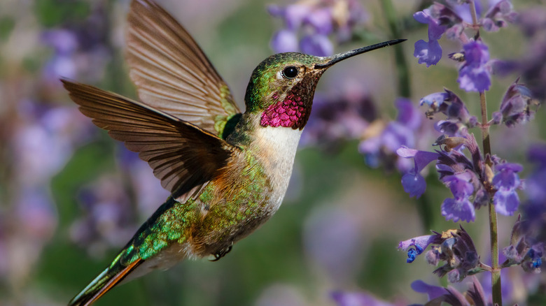 Close up of a hummingbird flying