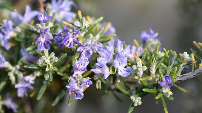Close up of creeping rosemary with flowers