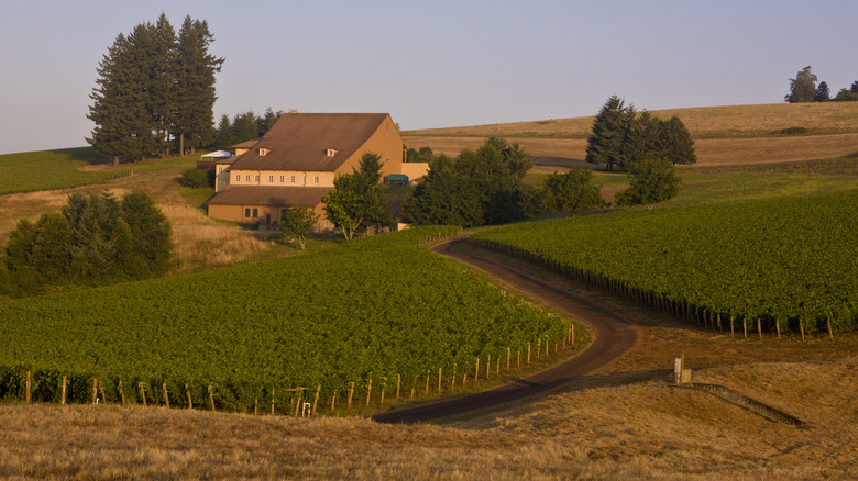 Landscape view of Domaine Drouhin Oregon winery and vineyards