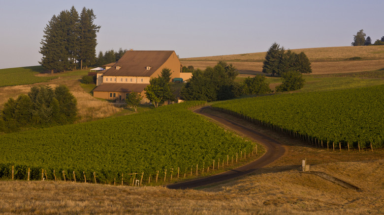 Landscape view of Domaine Drouhin Oregon winery and vineyards