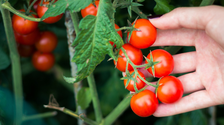 A hand holds tomatoes on the vine