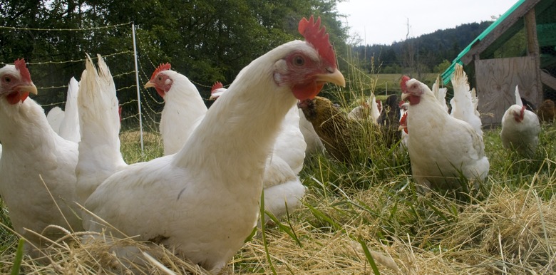 Tyson said it is working hard to make sure the affected chickens do not enter the food supply.