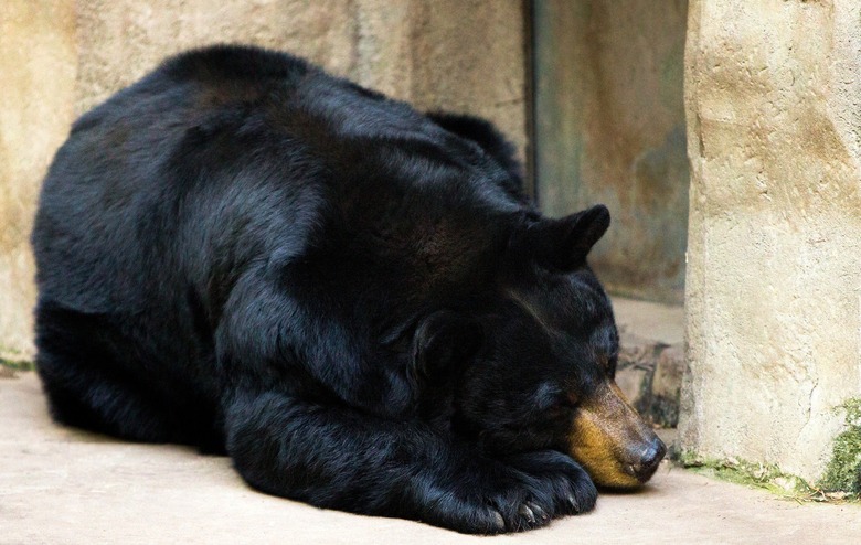 Black Bear Eats 20 Pounds of Dog Food, Falls Asleep in Man's Backyard