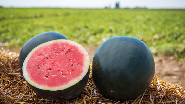 A halved black diamond watermelon in a field