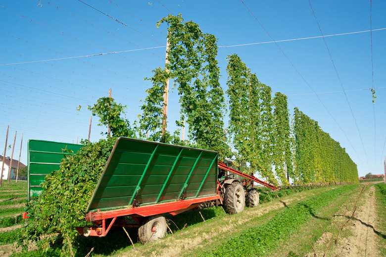 Harvesting Hops