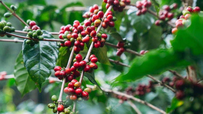 Coffee bean plant with red and green berries and green foliage
