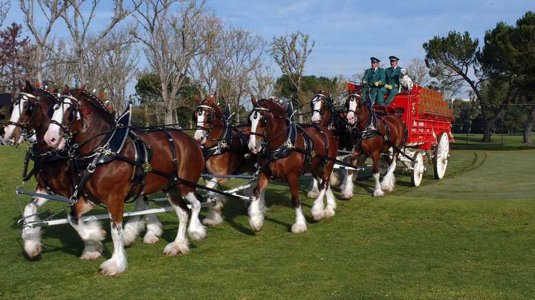 Budweiser Clydesdales pulling a wagon