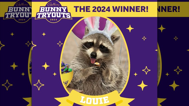 Louie the racoon as Cadbury Bunny