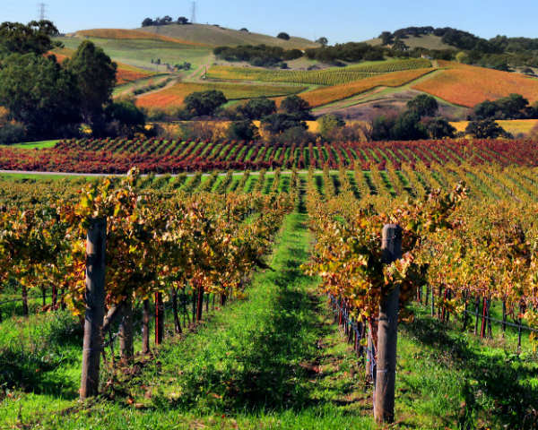 California Earthquakes Make Napa's Wine Taste Better