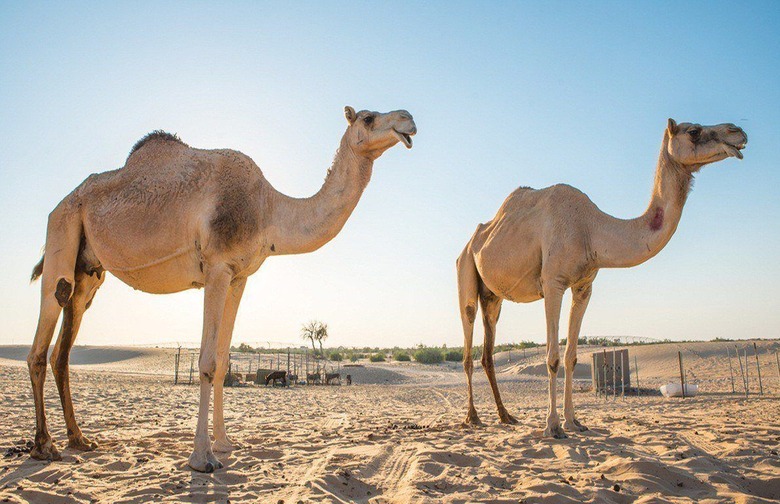 Camel Milk Sounds Disgusting but It's Really Good For You