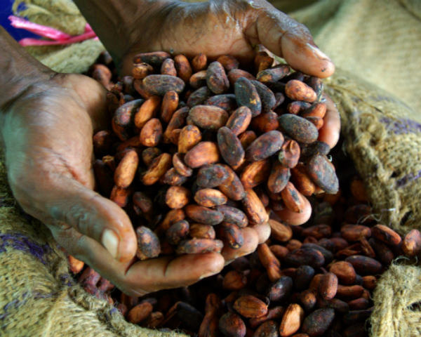 Can Cocoa Help Reverse Age-Related Memory Loss?