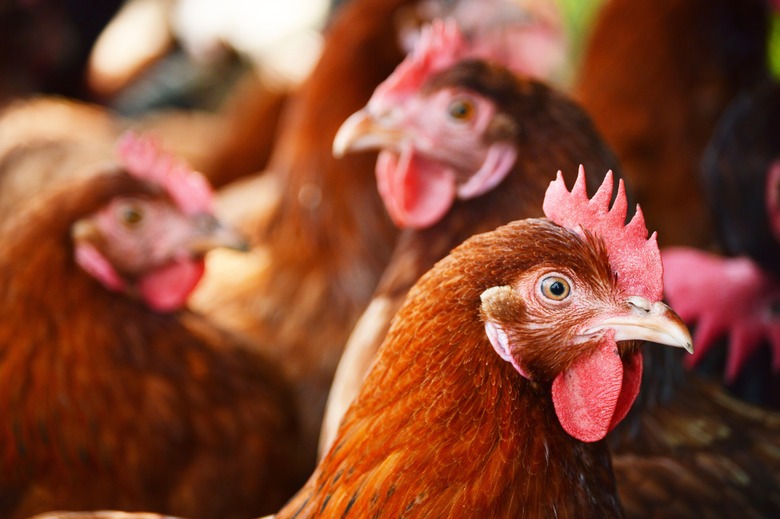 Can the Chickens We Eat Feel Pain When They Are Slaughtered?