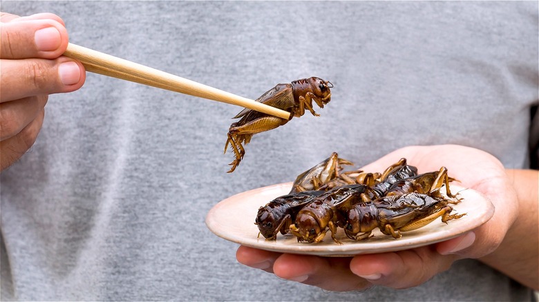 Hands holding chopsticks and plate with grasshoppers