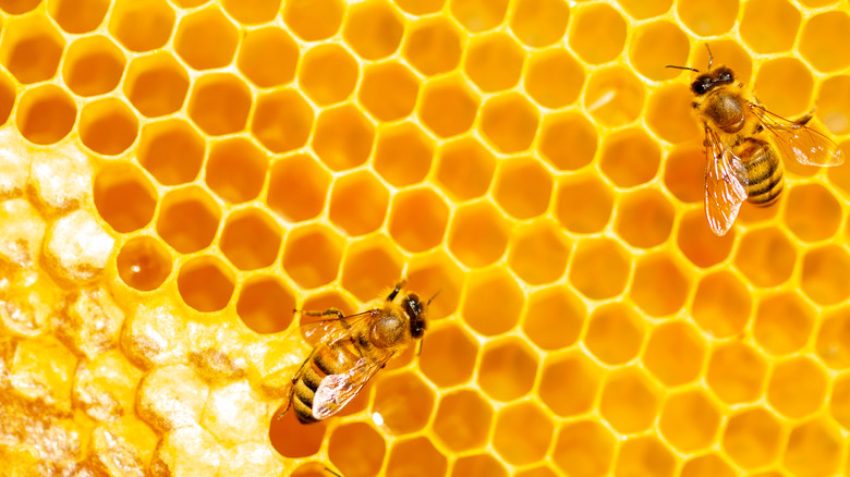 Two honeybees on a honeycomb