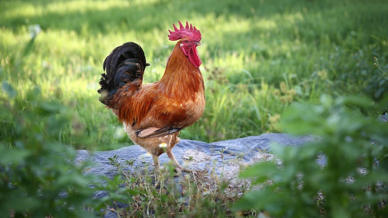 rooster standing in a field