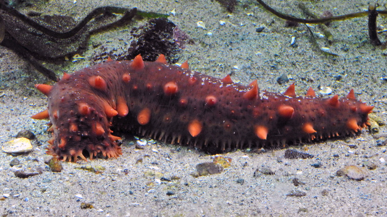 Purple spiny sea cucumber 