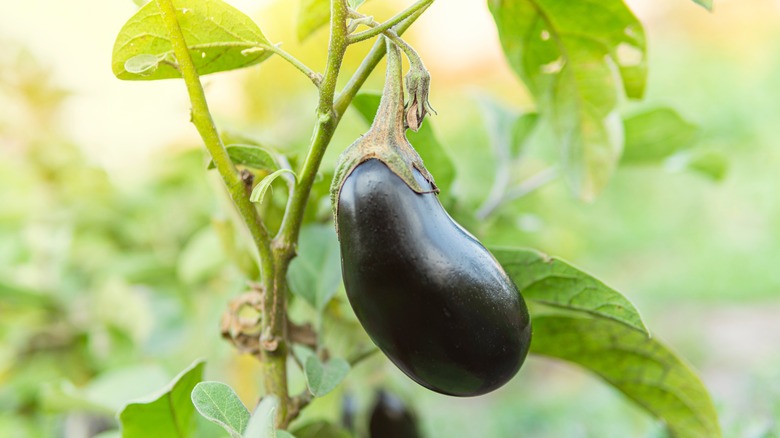 Eggplant on the vine