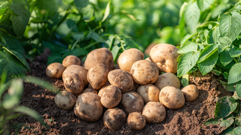 Crop of potatoes on dirt