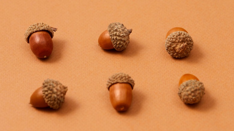 Six acorns on warm brown background