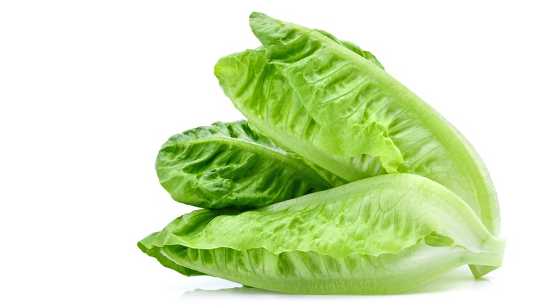 Head of fresh lettuce