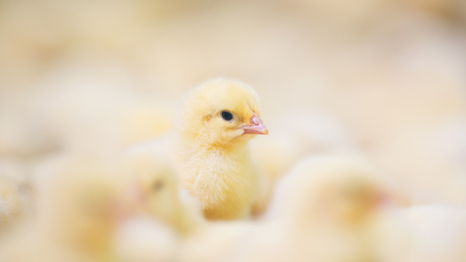 Can You Really Hatch A Chick From Trader Joe's Eggs?
