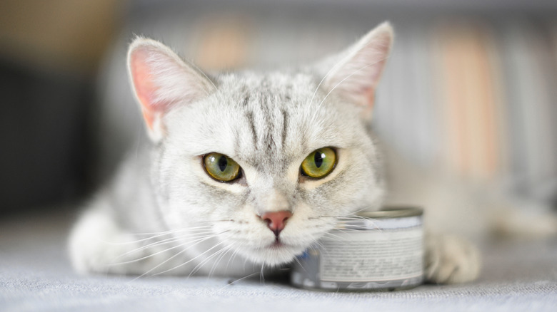 A grey shorthair cat sits with a food can under its chin