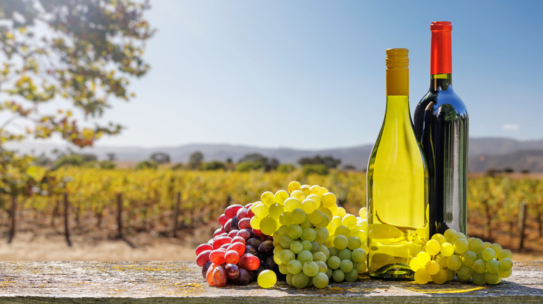Bottle of red and white wine on table outside with grapes and vineyard in the background