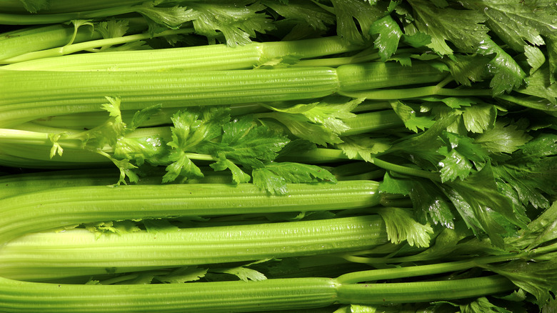 celery stalks bright green leaves